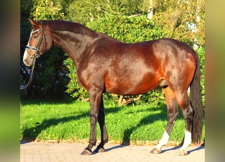 Hanoverian, Mare, 12 years, 16,2 hh, Brown