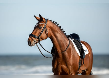 Hanoverian, Mare, 12 years, 16,2 hh, Brown