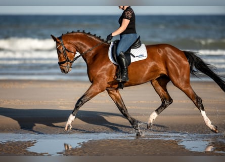 Hanoverian, Mare, 12 years, 16.2 hh, Brown
