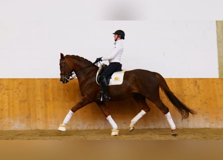 Hanoverian, Mare, 12 years, 16.2 hh, Brown