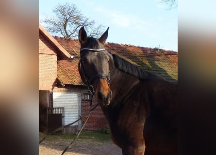 Hanoverian, Mare, 12 years, 16.2 hh, Smoky-Black