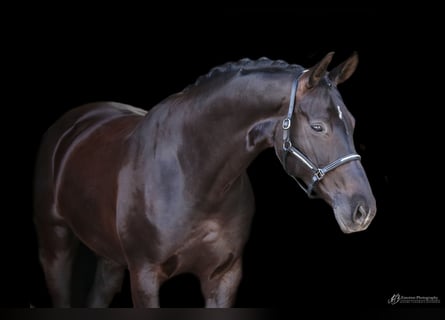 Hanoverian, Mare, 12 years, 16,3 hh, Black