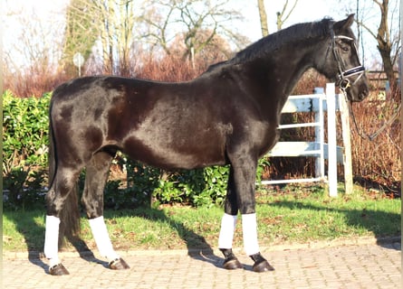 Hanoverian, Mare, 12 years, 16 hh, Black