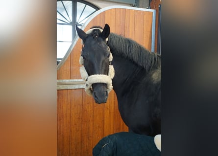 Hanoverian, Mare, 12 years, 16 hh, Black