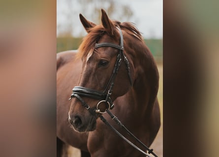 Hanoverian, Mare, 12 years, 16 hh, Chestnut