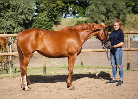 Hanoverian, Mare, 12 years, 16 hh, Chestnut-Red