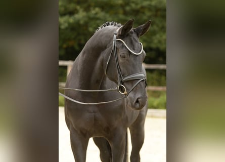 Hanoverian, Mare, 12 years, 16,1 hh, Black