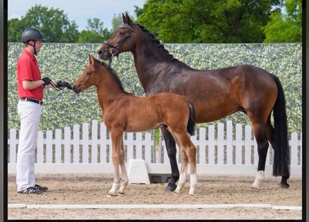 Hanoverian, Mare, 12 years, 16,1 hh, Brown