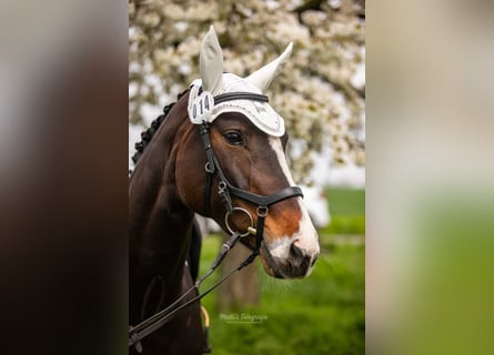 Hanoverian, Mare, 12 years, 16,1 hh, Brown