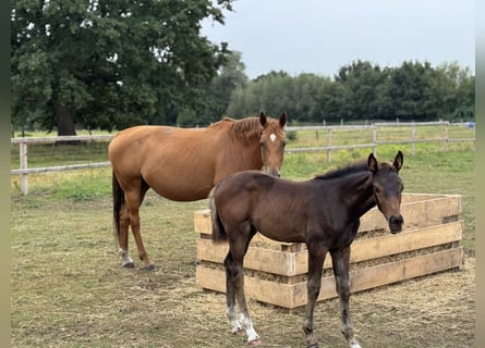 Hanoverian, Mare, 12 years, 16,1 hh, Chestnut-Red