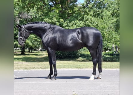 Hanoverian, Mare, 12 years, 16,2 hh, Black