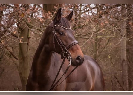 Hanoverian, Mare, 12 years, 16,3 hh, Bay-Dark