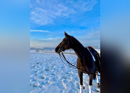Hanoverian, Mare, 12 years, 16,3 hh, Chestnut