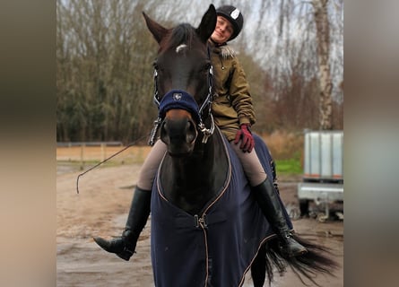 Hanoverian, Mare, 12 years, 17.1 hh, Bay-Dark