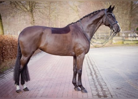 Hanoverian, Mare, 12 years, 17 hh, Black