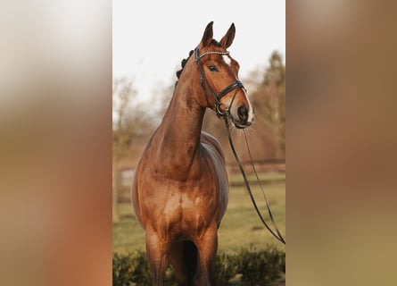 Hanoverian, Mare, 12 years, 17 hh, Brown