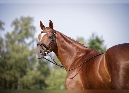 Hanoverian, Mare, 12 years, 17 hh, Chestnut-Red