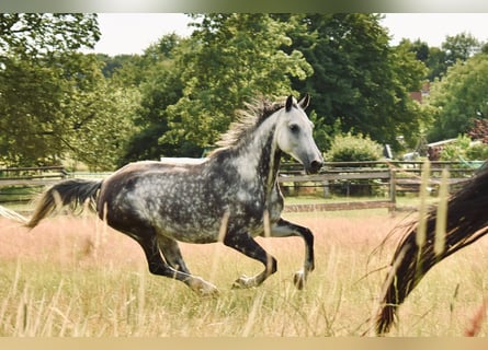 Hanoverian, Mare, 13 years, 15.3 hh, Grey