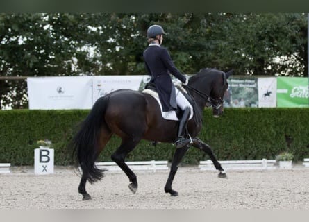 Hanoverian, Mare, 13 years, 16,1 hh, Bay-Dark