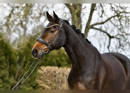 Hanoverian, Mare, 13 years, 16,2 hh, Bay-Dark