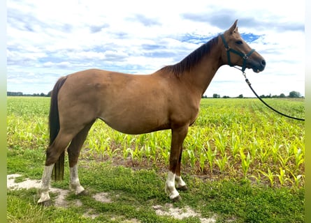 Hanoverian, Mare, 13 years, 16,2 hh, Chestnut-Red