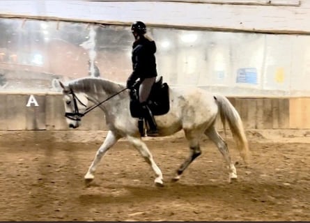 Hanoverian, Mare, 13 years, 16,2 hh, Gray