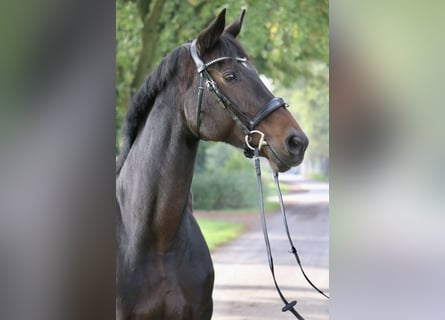 Hannoveraner, Stute, 13 Jahre, 16,3 hh, Dunkelbrauner