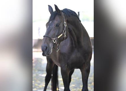 Hanoverian, Mare, 13 years, 16,3 hh, Bay-Dark