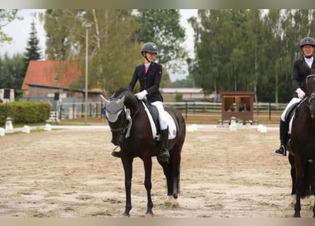 Hanoverian, Mare, 13 years, 16 hh, Black