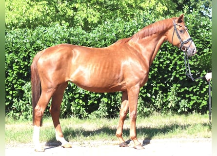 Hanoverian, Mare, 13 years, 16 hh, Chestnut-Red