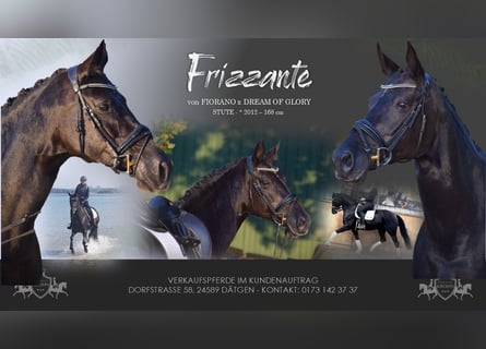 Hanoverian, Mare, 13 years, 16,1 hh, Black