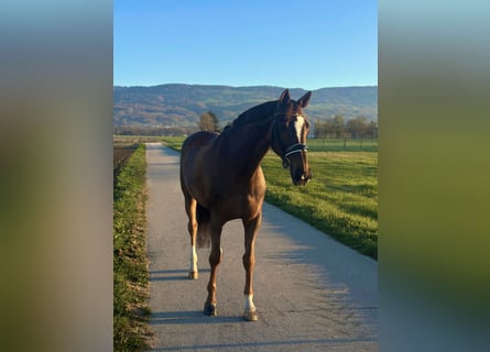 Hanoverian, Mare, 13 years, 16,1 hh, Chestnut
