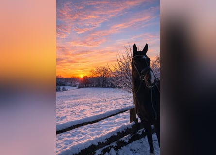 Hanoverian, Mare, 13 years, 16,2 hh, Bay-Dark