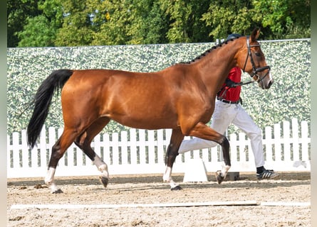 Hanoverian, Mare, 13 years, 16,2 hh, Brown
