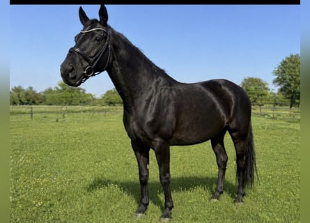 Hanoverian, Mare, 13 years, 16,3 hh, Black