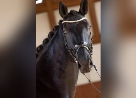 Hanoverian, Mare, 13 years, 16,3 hh