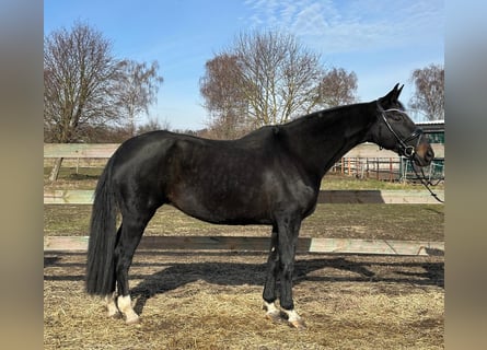 Hanoverian, Mare, 13 years, 17 hh, Bay-Dark
