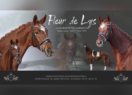 Hanoverian, Mare, 13 years, 17 hh, Chestnut