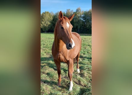 Hannoveraner, Stute, 14 Jahre, 15,3 hh