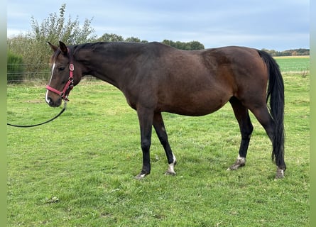 Hanoverian, Mare, 14 years, 16,1 hh, Brown