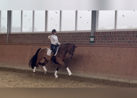 Hanoverian, Mare, 14 years, 16.1 hh, Brown