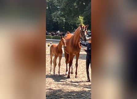 Hanoverian, Mare, 14 years, 16,1 hh, Chestnut-Red