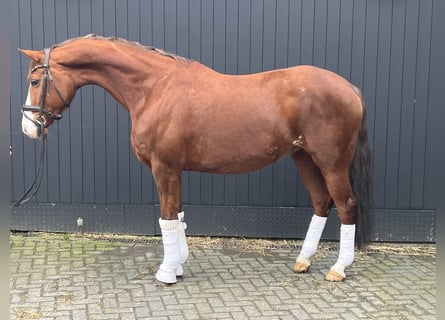 Hanoverian, Mare, 14 years, 16.1 hh, Chestnut-Red