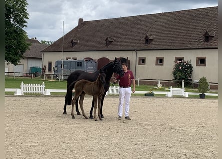 Hanoverian, Mare, 14 years, 16,2 hh, Black