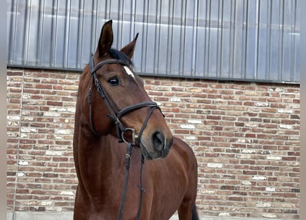 Hanoverian, Mare, 14 years, 16.2 hh, Brown