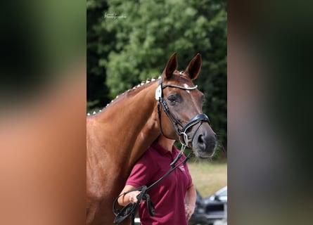 Hanoverian, Mare, 14 years, 16,2 hh, Chestnut