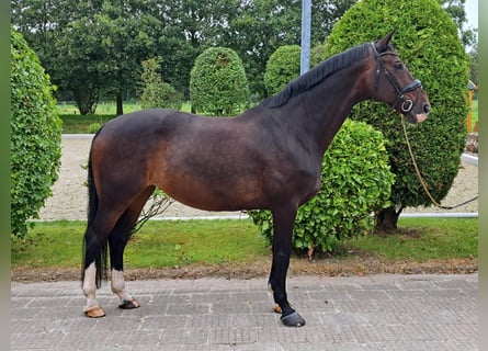 Hanoverian, Mare, 14 years, 16.3 hh, Brown