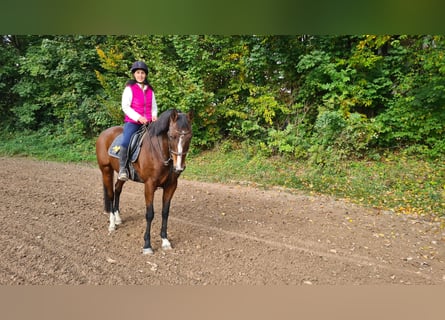 Hanoverian, Mare, 14 years, 16 hh, Brown