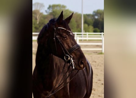 Hanoverian, Mare, 14 years, 16,1 hh, Black