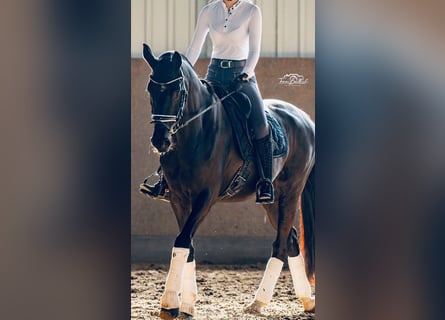 Hanoverian, Mare, 14 years, 16,1 hh, Black